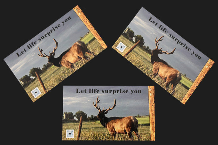Let Life Surprise You Magnet