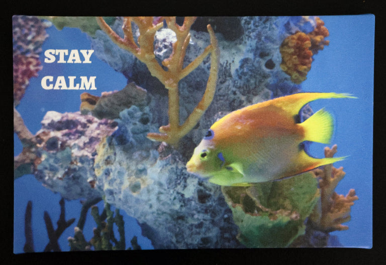 Canvas print with scenic fish swimming among coral with 'Stay Calm' text.