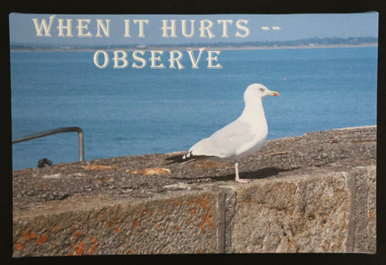 Canvas print with a seagull on a stone wall with ocean view with 'WHEN IT HURTS -- OBSERVE' text.