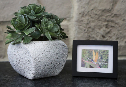 Framed picture with 'Stay Curious' quote.