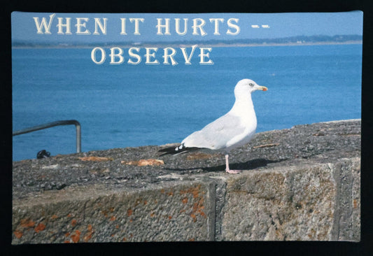 Canvas print with a seagull on a stone wall with ocean view with 'WHEN IT HURTS -- OBSERVE' text.
